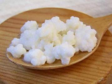 Melk champagne MelkKefir verse Kefir korrels probiotica beschikbaar voor biedingen