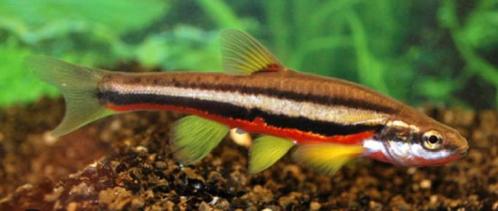 Roodbuik elrits - Chrosomus erythrogaster, Animaux & Accessoires, Poissons | Poissons d'étang