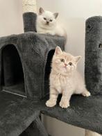 Jouets pour chat, Animaux & Accessoires, Accessoires pour chats, Enlèvement ou Envoi, Comme neuf