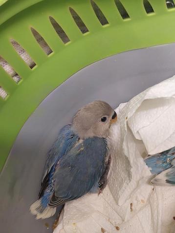 Dwergpapegaai baby handtam  beschikbaar voor biedingen