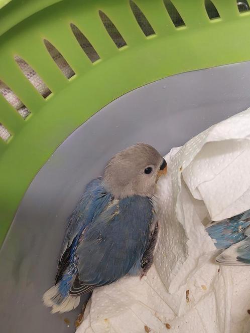Dwergpapegaai baby handtam, Dieren en Toebehoren, Vogels | Parkieten en Papegaaien, Tam