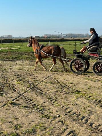 Welsh pony beschikbaar voor biedingen