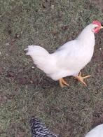Leghorn haantje, Mannelijk, Kip