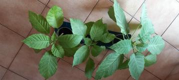 Brugmansia Engelentrompet Datura geel  25 - 30 cm  beschikbaar voor biedingen