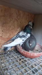 Mooie Koppel hogevlieger(Pakistan duiven)Antwerpen, Animaux & Accessoires, Oiseaux | Pigeons