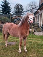 Welsh pony hengst  4jaar, Dieren en Toebehoren, Hengst