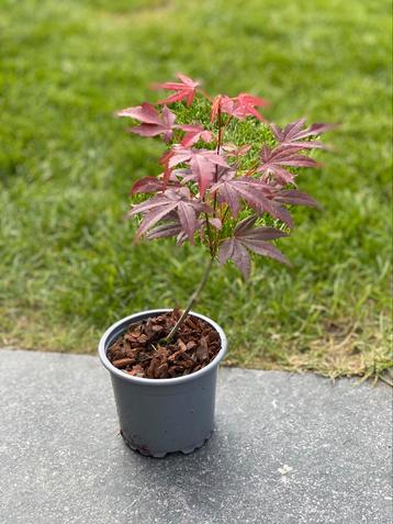 Acer ( japanse esdoorn ) beschikbaar voor biedingen