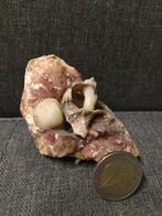Mineraal met schelpen, Verzamelen, Ophalen of Verzenden, Mineraal