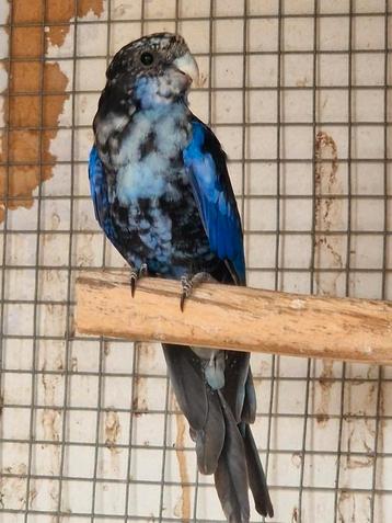 De Rosella, Plusieurs animaux, Perruche, Bagué