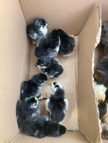 Australorp kuikens beschikbaar beschikbaar voor biedingen
