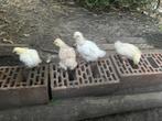 Kuikens, Dieren en Toebehoren