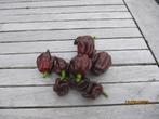 chocolate reaper, Diversen, Levensmiddelen, Ophalen