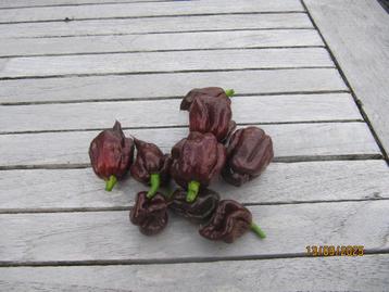 chocolate reaper beschikbaar voor biedingen