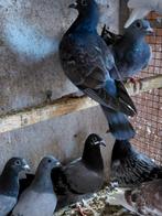 Jonge duiven, Dieren en Toebehoren, Vogels | Duiven
