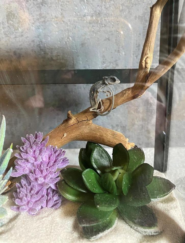 Gemummificeerde kameleon in vitrine, Verzamelen, Dierenverzamelingen, Ophalen