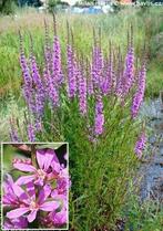 Lythrum virg. Dropmore Purple, Ophalen, Vaste plant, Halfschaduw