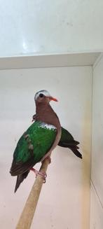 6-6 groenvleugel duif ( in nl ), Dieren en Toebehoren, Meerdere dieren, Tropenvogel