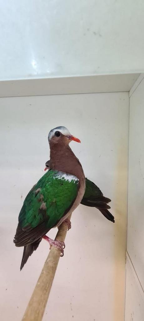 6-6 groenvleugel duif ( in nl ), Dieren en Toebehoren, Vogels | Overige Vogels, Tropenvogel, Meerdere dieren