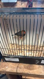 Zwartborst zebravink man te koop, Dieren en Toebehoren, Vogels | Overige Vogels, Mannelijk, Tropenvogel, Geringd