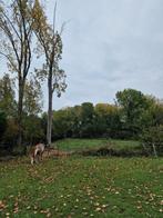Weidegenoot gezocht voor een gezellig plekje in Sint-Deni, Dieren en Toebehoren