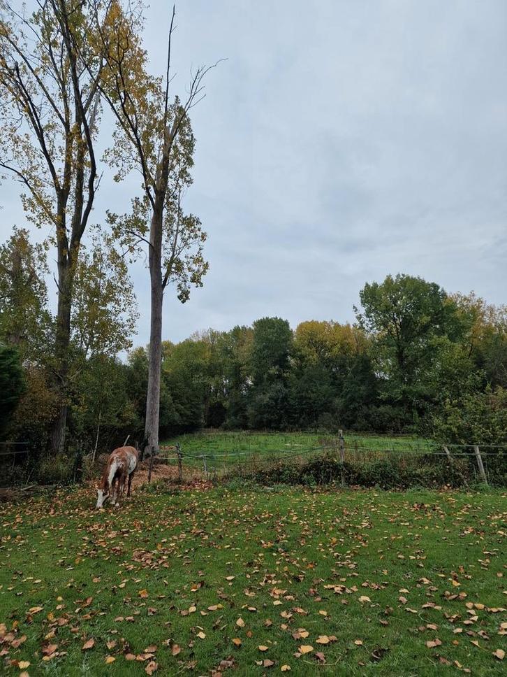 Weidegenoot gezocht voor een gezellig plekje in Sint-Deni, Dieren en Toebehoren, Stalling en Weidegang