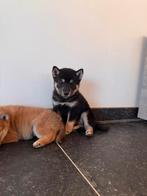 Shiba inu reutje te koop, Dieren en Toebehoren, CDV (hondenziekte), België, Particulier, Overige rassen