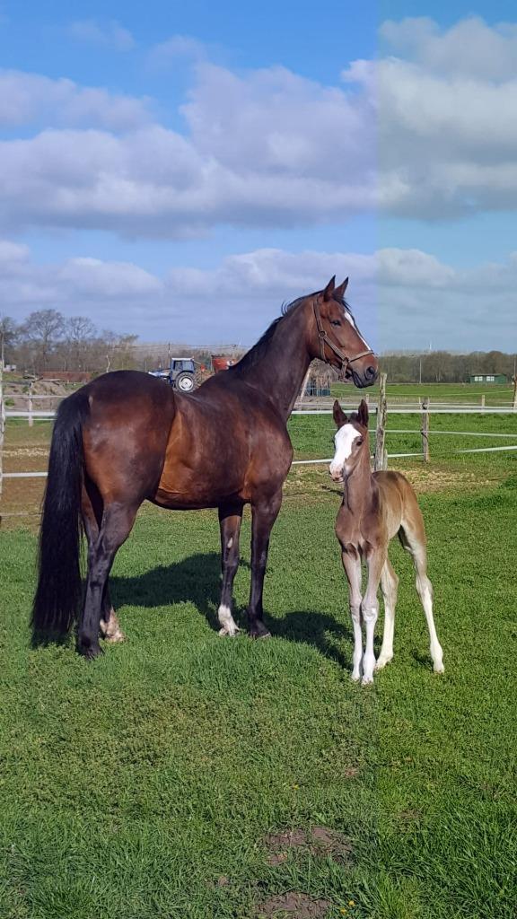 Wandel paard , draag merrie te koop, Dieren en Toebehoren, Paarden, Merrie, M, 170 tot 175 cm, 11 jaar of ouder, Recreatiepaard