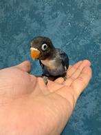 Agapornis baby (EAM), Dieren en Toebehoren, Vogels | Parkieten en Papegaaien, Geringd