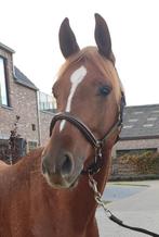 6 jarige Gemini x Kashmir Van het Schuttershof, B, Hongre, Avec pedigree, 160 à 165 cm