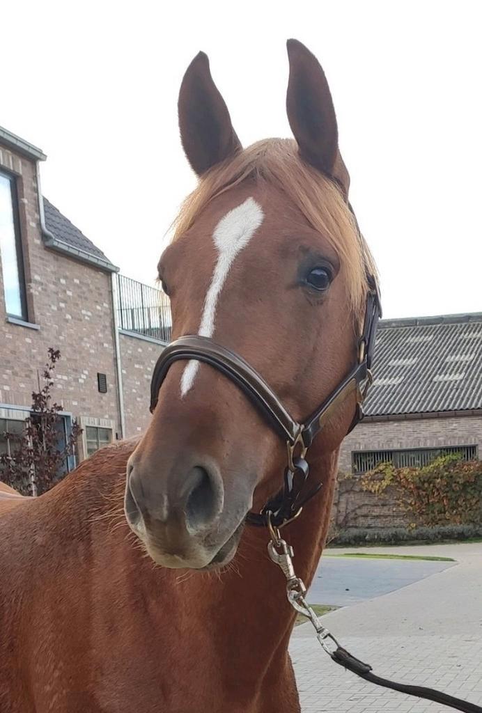 6 jarige Gemini x Kashmir Van het Schuttershof, Animaux & Accessoires, Chevaux, Hongre, B, 160 à 165 cm, 3 à 6 ans, Cheval de saut
