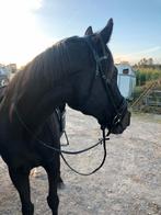 Te koop: Kratos – een paard met een gouden karakter, Dieren en Toebehoren, Ruin, B, 165 tot 170 cm