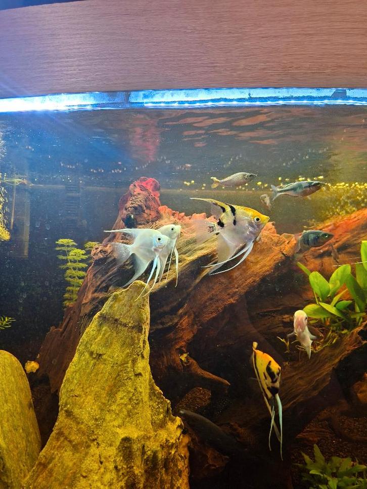 aquarium te koop, Dieren en Toebehoren, Vissen | Aquaria en Toebehoren, Gebruikt, Gevuld zoetwateraquarium, Ophalen