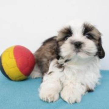 Adorables chiots Lhassa Apso à vendre (belges), Commerçant, Autres races, 8 à 15 semaines, Plusieurs