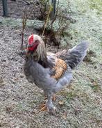 Te geef: mooie haan, 6 maanden oud, Dieren en Toebehoren, Pluimvee