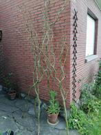 Branches saule tortueux pour déco, Nieuw, Ophalen