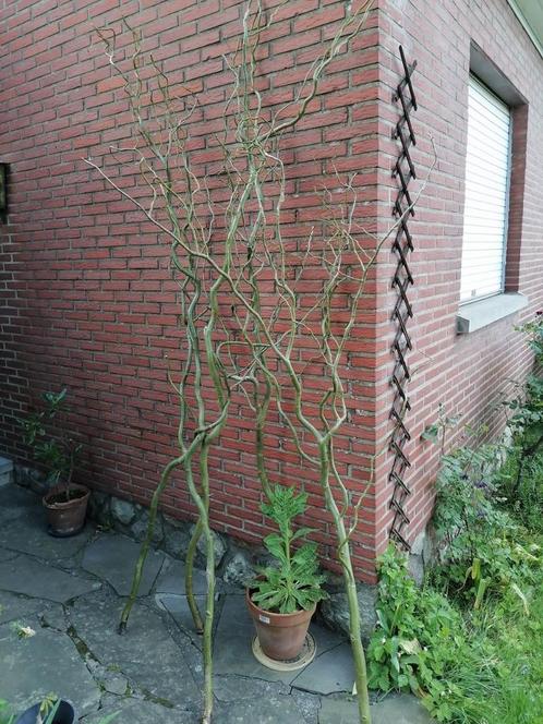 Branches saule tortueux pour déco, Huis en Inrichting, Woonaccessoires | Wanddecoraties, Nieuw, Ophalen