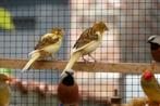 Kanarie-jongen, Dieren en Toebehoren, Vogels | Kanaries