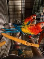 Ara Macao 5 maanden, Dieren en Toebehoren, Vogels | Parkieten en Papegaaien