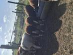 Jonge rammen, Dieren en Toebehoren, Mannelijk, Schaap, 0 tot 2 jaar