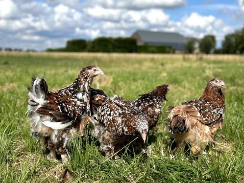 Brahma kippen verschillende kleuren hennen gesekst + ingeënt, Dieren en Toebehoren, Pluimvee, Kip, Vrouwelijk