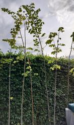 4x Zomerlinde tilia platyphiylios 6/8cm, Ophalen