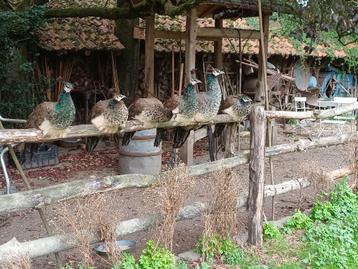 Pauwen beschikbaar voor biedingen