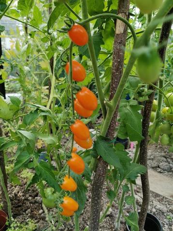 vroege tomaat Datterino Arancio - kerstomaat - 5 zaden beschikbaar voor biedingen