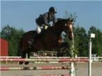 Training, verkoop, uitbrengen op wedstrijd, Dieren en Toebehoren, Paarden, M, Meerdere dieren