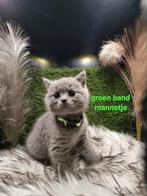 Brits korthaar, Dieren en Toebehoren, Kater, Gechipt, 0 tot 2 jaar