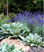Stachys 'Silver Carpet' - EZELSOOR, Tuin en Terras, Ophalen, Bodembedekkers, Volle zon, Vaste plant