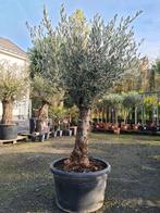 Olijfboom Olea Europaea, Tuin en Terras, Planten | Bomen, Ophalen, Olijfboom