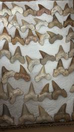 Haaientanden of Mosasaurus-tanden, Ophalen of Verzenden, Fossiel