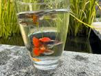 Guppies, Dieren en Toebehoren, Vis, Zoetwatervis