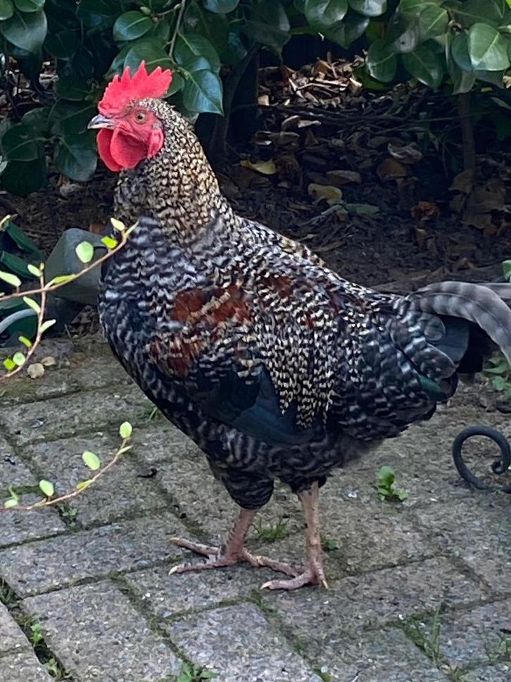 prachtige haan, Dieren en Toebehoren, Pluimvee, Kip, Mannelijk